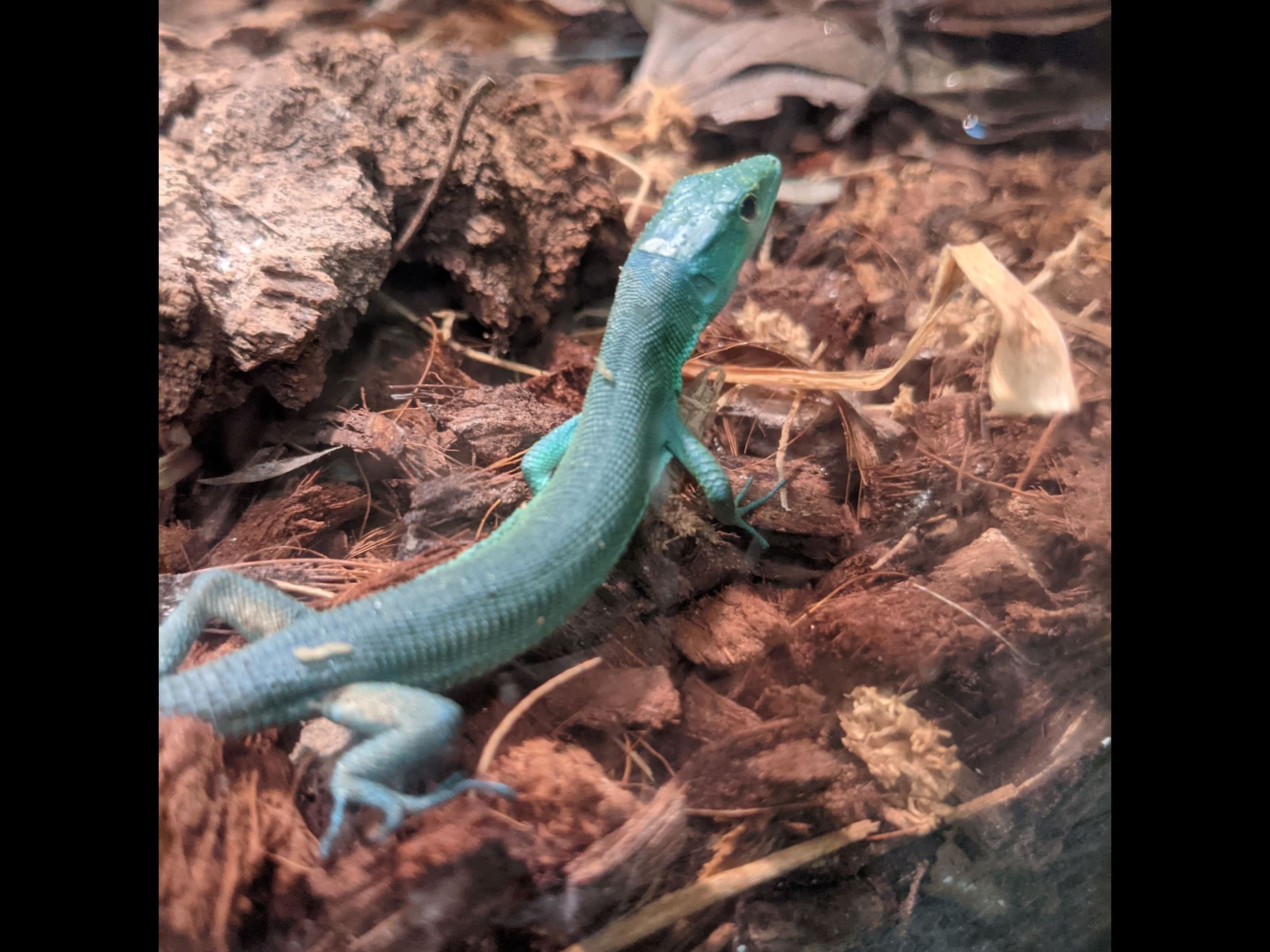 Green Keel-bellied lizard